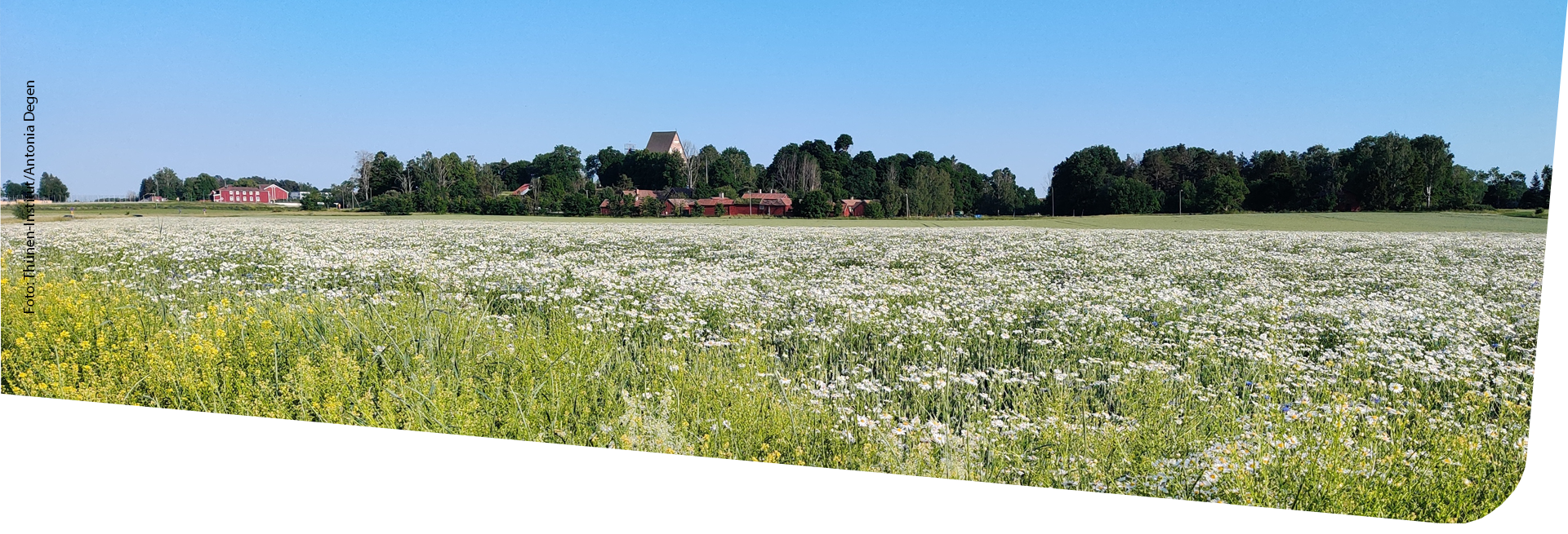 Dekorative Grafik